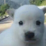 벌벌떠는 강아지