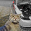 TimTom