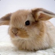 Króliczek Trzeba Zapierdalac!!!