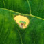 BautSen_breaent