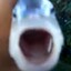Skill-Issue Fish