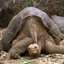 Lonesome George