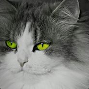 红烧排骨糖醋鱼