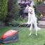 LawnmowerDog