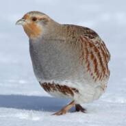 GRAY_PARTRIDGE