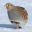 GRAY_PARTRIDGE