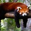 PandaPup (WIllow)