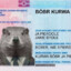 Bóbr, kurwa!