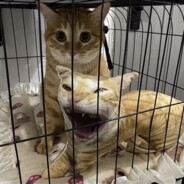 (Lobotomised) Bromame