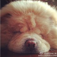 农夫三拳有点疼