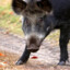 Very Angered Boar