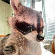 Raccoon McBandit