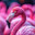 just a Flamingahhh