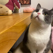 不搓火球的小法师