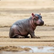 Hippo