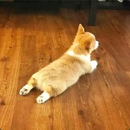 格格屋里的阿哥