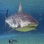 SharkInLake