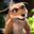 That Mongrel Fox