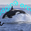 dodging orcas