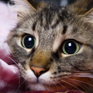 Инcпектор Гаджет