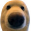 snol