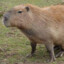 a capybara