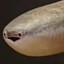 TheFunkyFish