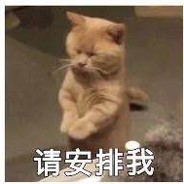 对面一群小chuachua