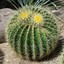 GreenCactus