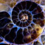 Ammonite