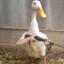 Ducky