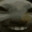 RAT