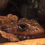 Avatar of Frimousse