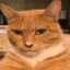 cat i&#039;m friend