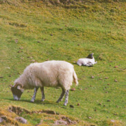 sheep.jasper