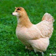 ko↗ko↘da↗yo↘