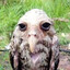 Owl Gankovic