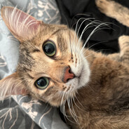 dingus