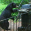 Bear Grills