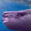 THANOS WHALE NR.1 LESOTHO.NET