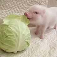 喊你给一个大电是不是尔多龙