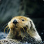 SaltySeaOtter