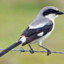 shrike