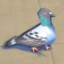 PetitPigeon