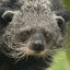 binturong