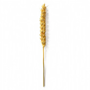 Wheat