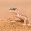 GeCko_LiZarD