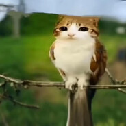 meowl