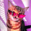 w1ldcatsan