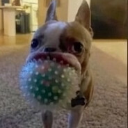 gnomik